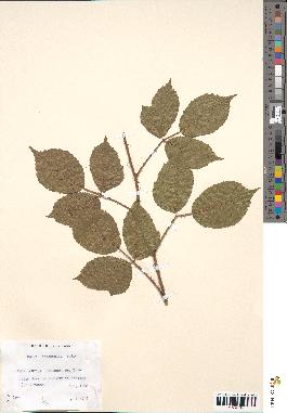 spécimen de Rubus hebecaulis