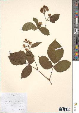 spécimen de Rubus hebecaulis