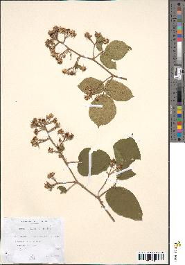 spécimen de Rubus hirtus