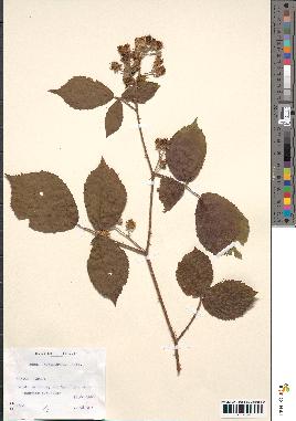 spécimen de Rubus pyramidalis