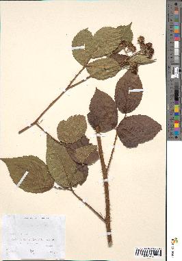 spécimen de Rubus pyramidalis