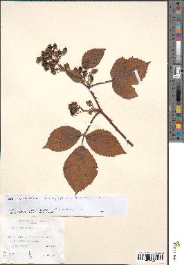 spécimen de Rubus pyramidalis