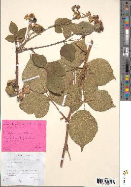 spécimen de Rubus rhombifolius