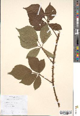 spécimen de Rubus sulcatus