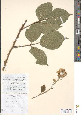 spécimen de Rubus sulcatus