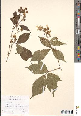 spécimen de Rubus sulcatus