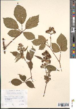 spécimen de Rubus sylvaticus