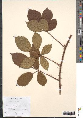 spécimen de Rubus sylvaticus