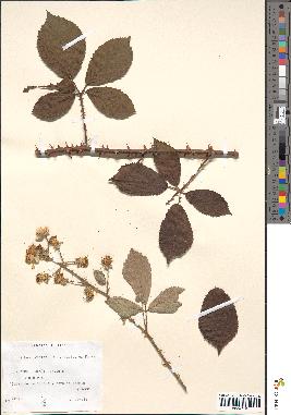 spécimen de Rubus winteri