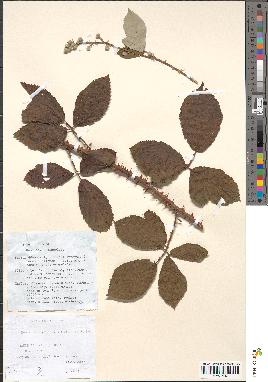 spécimen de Rubus winteri