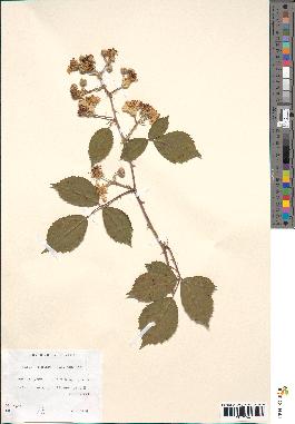 spécimen de Rubus winteri