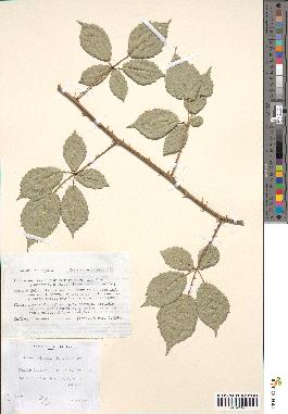 spécimen de Rubus winteri