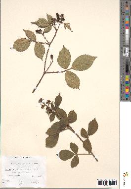 spécimen de Rubus sylvaticus