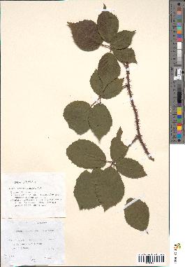 spécimen de Rubus sylvaticus