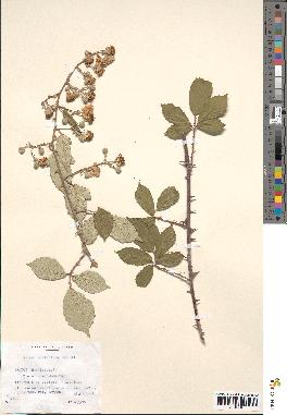 spécimen de Rubus ulmifolius