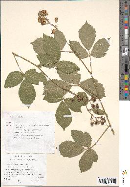 spécimen de Rubus uncinatus