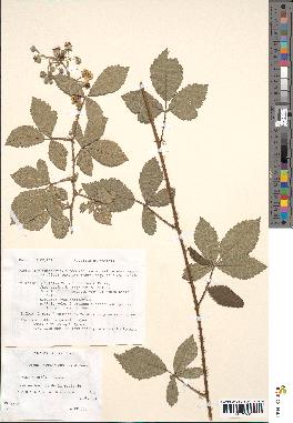 spécimen de Rubus sylvaticus