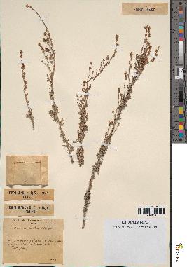 spécimen de Artemisia reptans