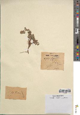spécimen de Teucrium rotundifolium