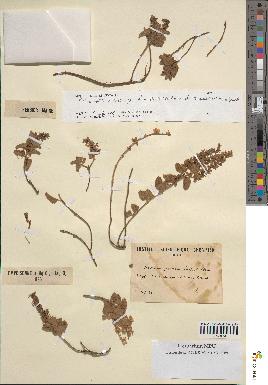 spécimen de Teucrium zaianum