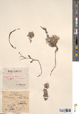 spécimen de Artemisia gallica