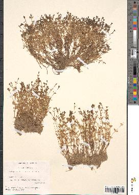 spécimen de Montia fontana