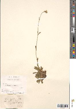 spécimen de Silene roemeri
