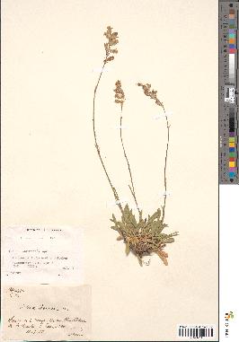 spécimen de Silene roemeri
