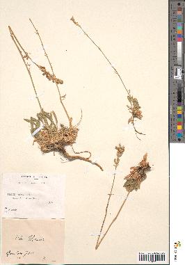 spécimen de Silene roemeri