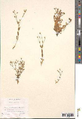 spécimen de Silene rupestris