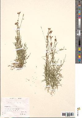 spécimen de Silene saxifraga