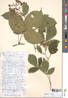 spécimen de Rubus foliosus