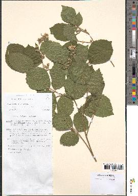 spécimen de Rubus foliosus