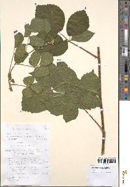 spécimen de Rubus foliosus