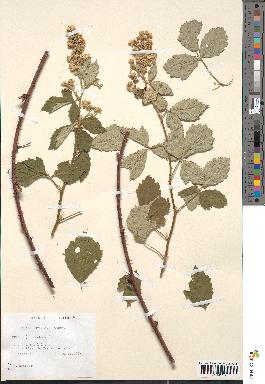 spécimen de Rubus lloydianus