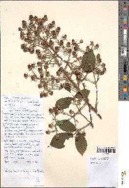 spécimen de Rubus macrostachys