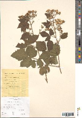 spécimen de Rubus nessensis