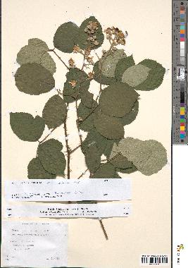 spécimen de Rubus rhamnifolius