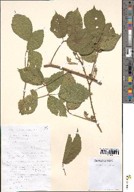 spécimen de Rubus rivularis