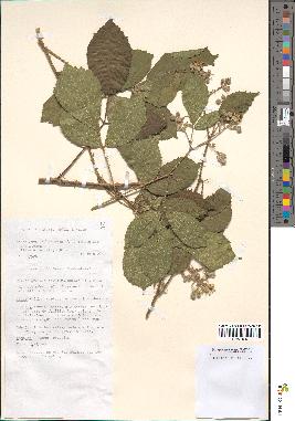 spécimen de Rubus rivularis