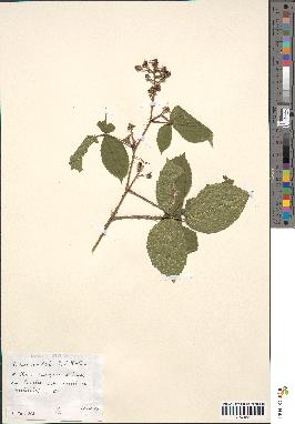 spécimen de Rubus rivularis