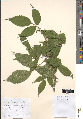 spécimen de Rubus rivularis