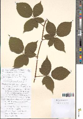 spécimen de Rubus tereticaulis
