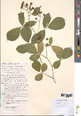 spécimen de Rubus vallisparsus