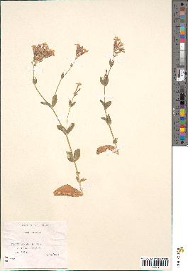 spécimen de Silene armeria