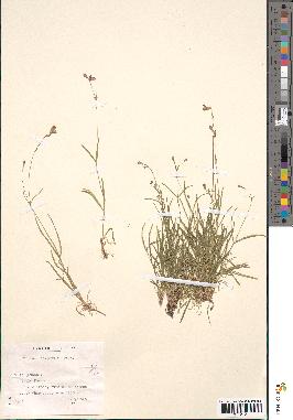 spécimen de Silene campanula
