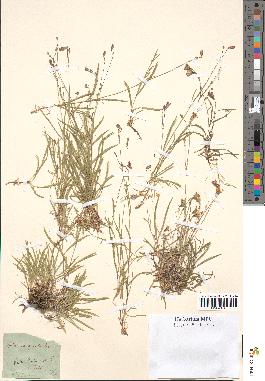spécimen de Silene campanula