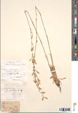 spécimen de Silene chlorantha