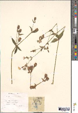 spécimen de Silene dioica