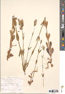 spécimen de Silene disticha